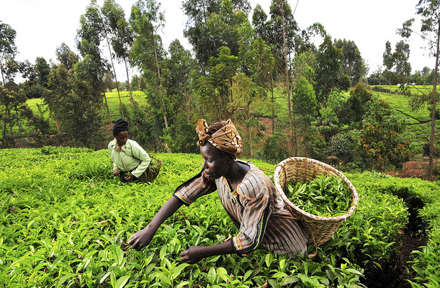 Call for projects Promotion of family farming in West Africa <a>(Pafao) 2023</a>